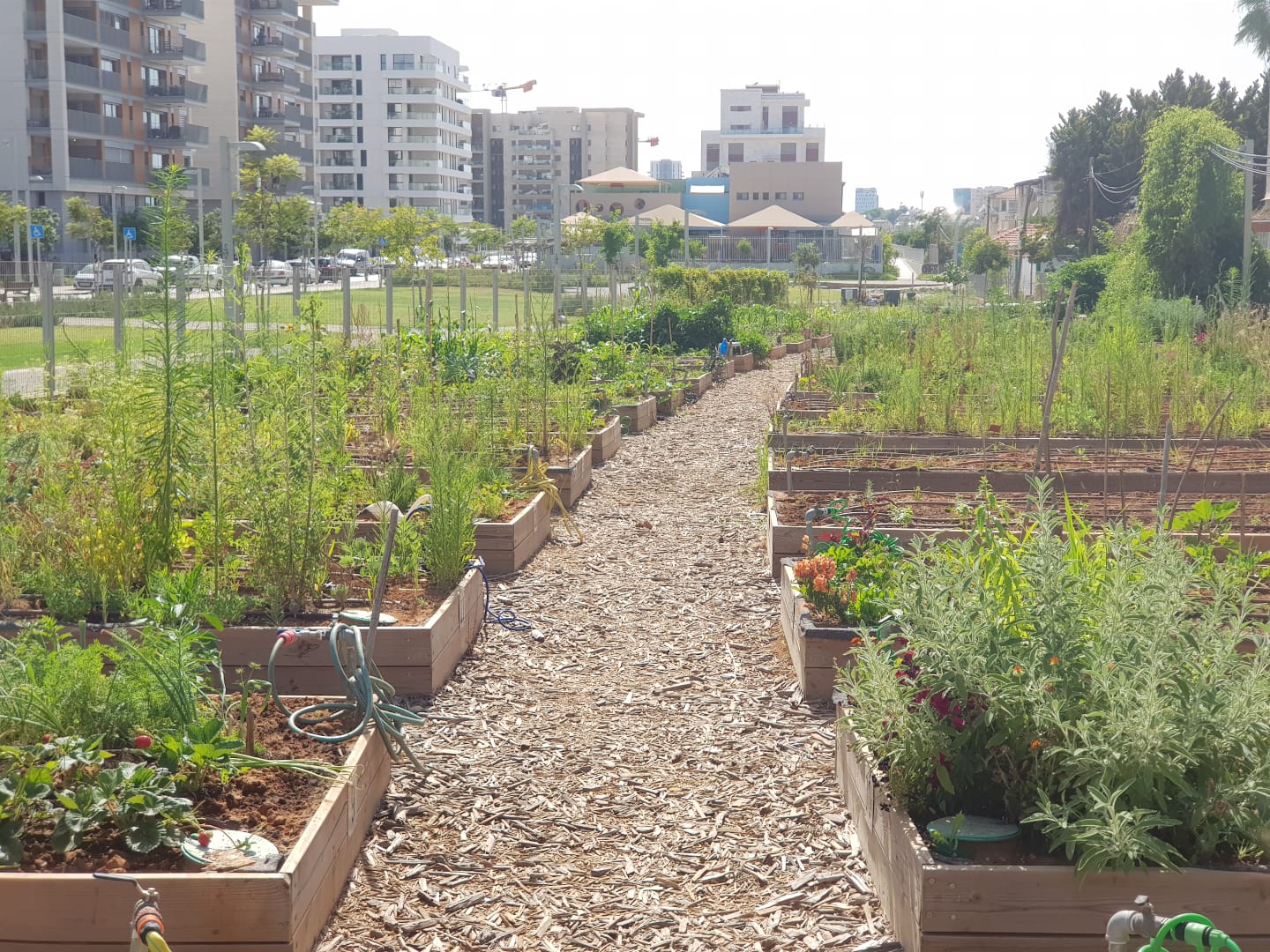 קירור העיר